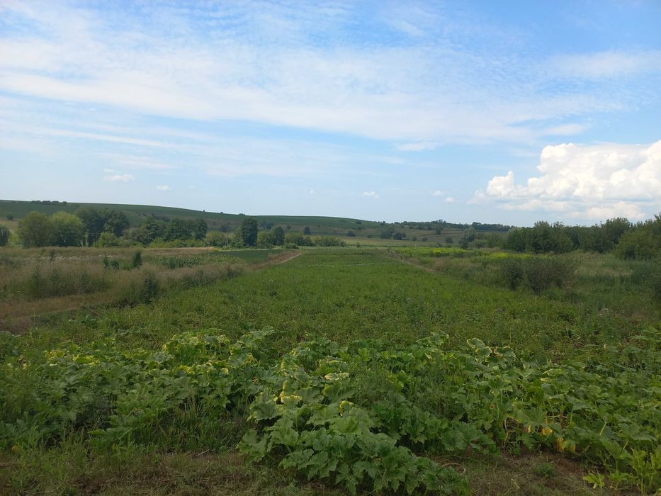 Продаж п'яти земельних ділянок площею понад 2,0 га