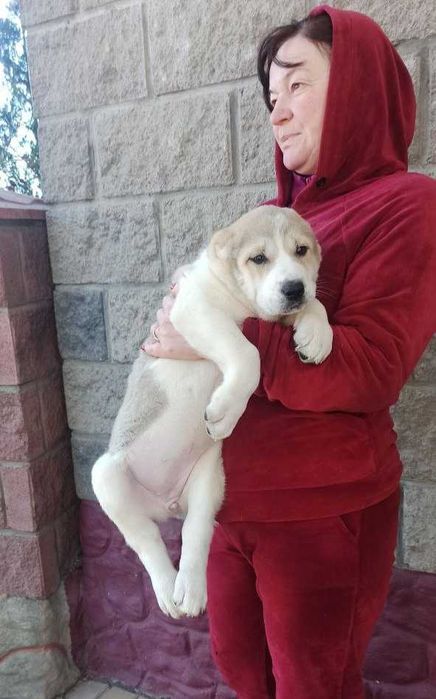 Алабай, середньоазіацька вівчарка