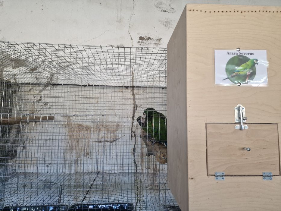 Araras severas adultas