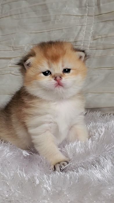 Очень ручные и нежные малыши, котята золотая шиншилла.