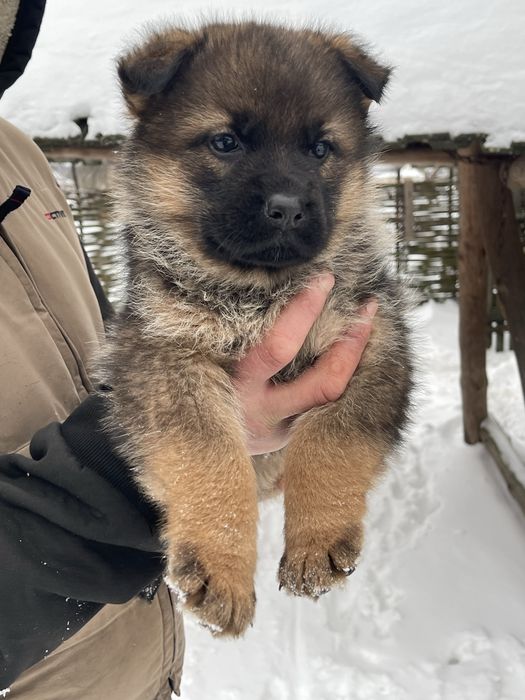 Цуценята німецькоі вівчарки
