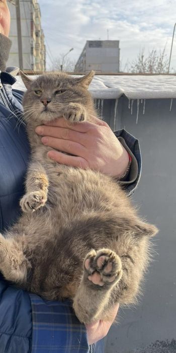 Отдам серого вискасного кота