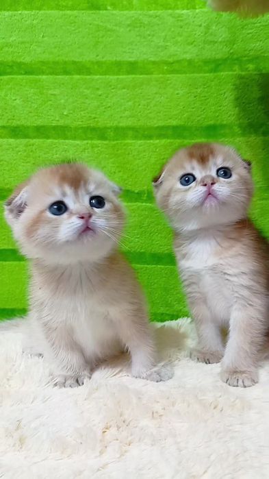 Шикарные вислоухие девочки сестрички золотые шиншиллы