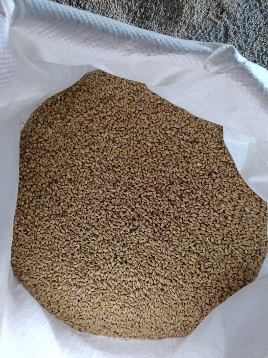 Sprzedam owies i pszenicę ozimą