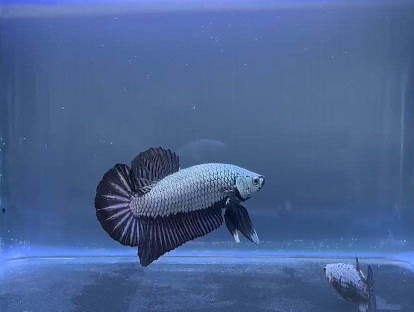Casal Betta Black Dragon