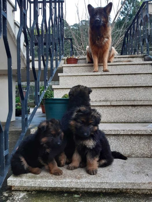 Pastor Alemão puro LOP