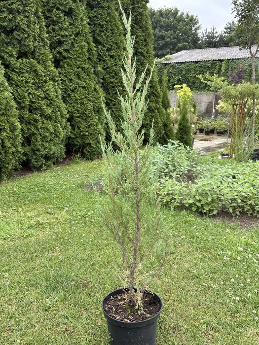 Jałowiec skalny ( Juniperus scopulorum blue arrow)