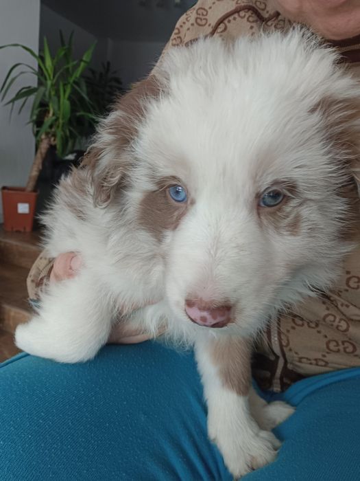 Piesek Red Blue Merle