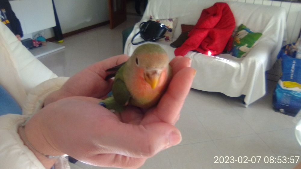 Agapornis domesticados
