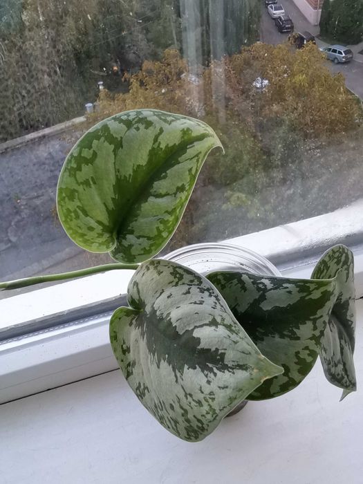 Продам кімнатну рослину епіпремнум (сцендапсус) Екзотіка (Требі)