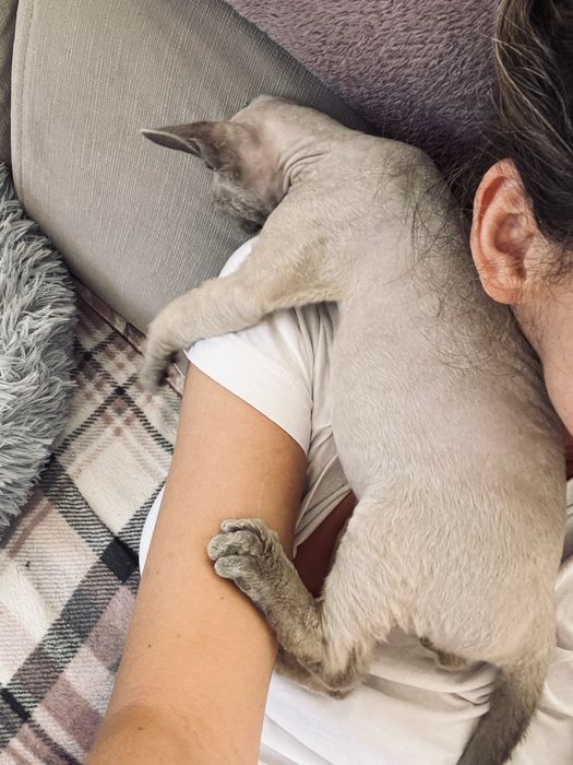 Kot Devon Rex chlopiec Enzo. Esencja miłosci