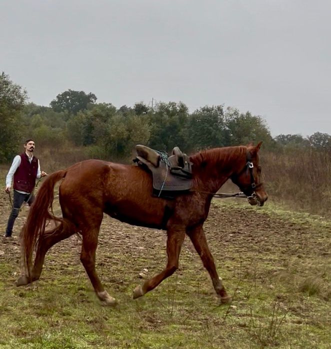 Égua lazã 5 anos 157/58 cm ao garrote com sangue árabe