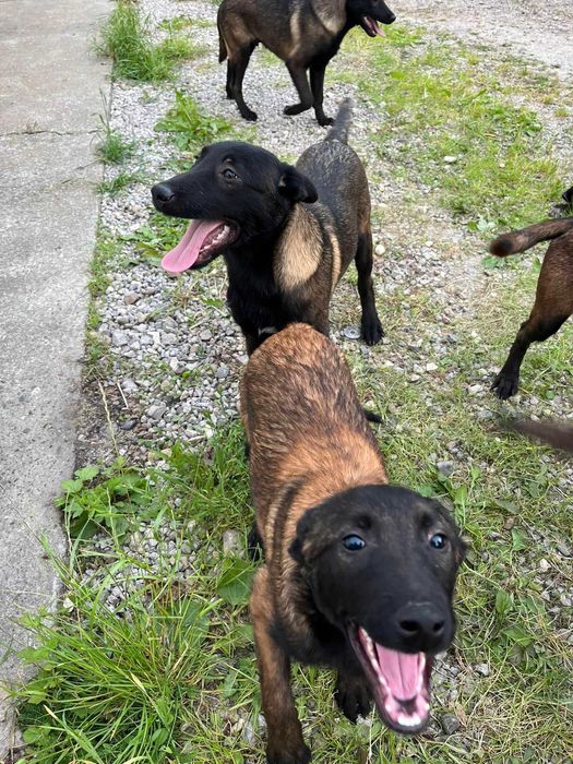 Малинуа бельгийская овчарка щенки девочки! Привиты, чипированы: 400 ...