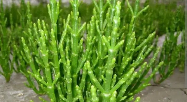 Salicornia Europeia