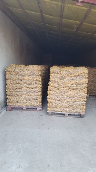 Ziemniaki jadalne Soraya, Queen Anna