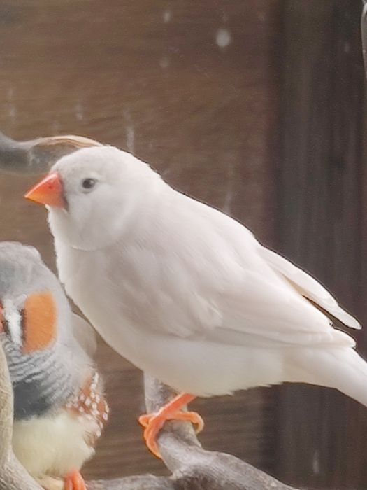 Sprzedam amadyna zebrowata  biała