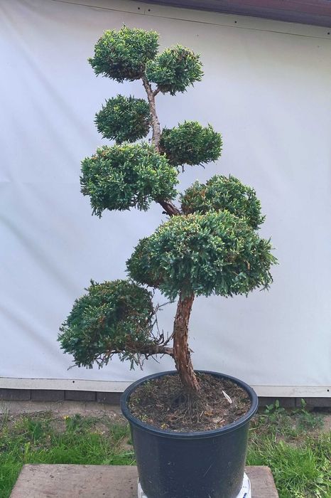 Bonsai Niwaki do ogrodu, jałowiec Holger
