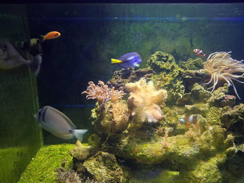 vendo os meus peixes de agua salgada