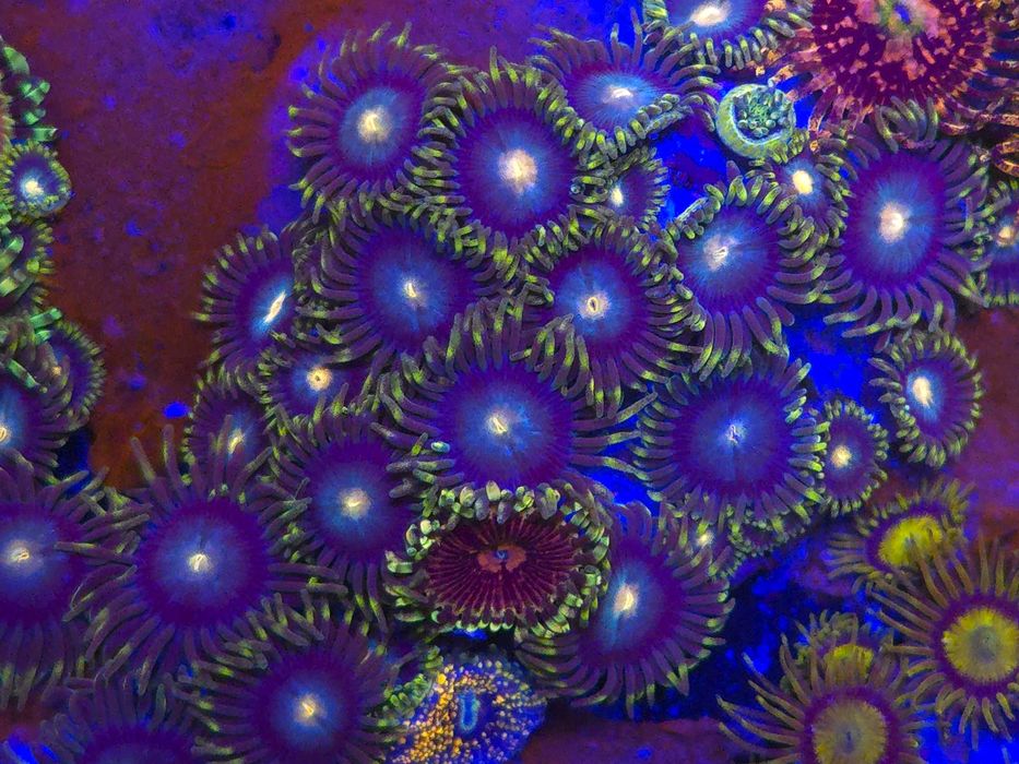 Zoa Blueberry Fields Zoanthus Koralowce Miękkie Akwarystyka Morska