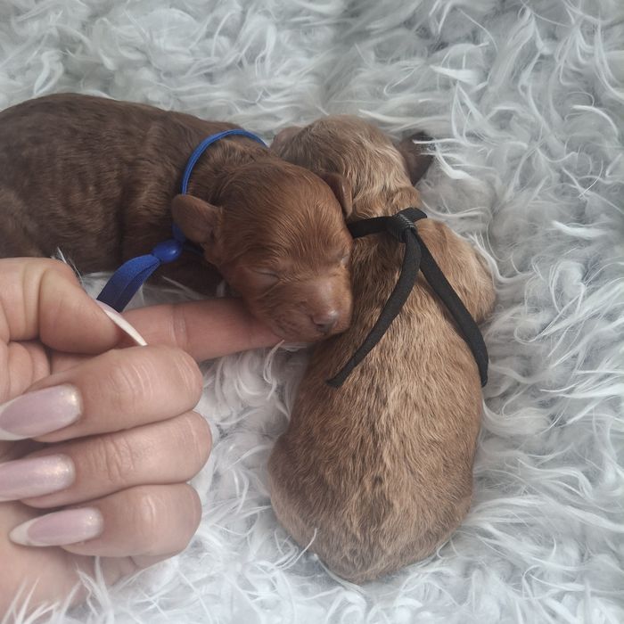 Pudel miniaturowy/toy