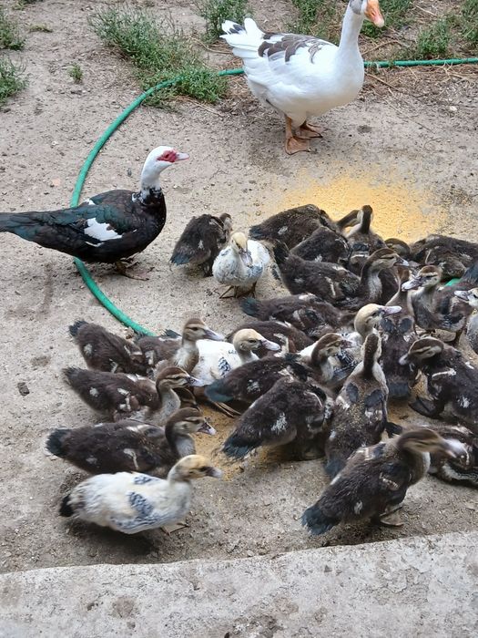 Patos mudos caseiros