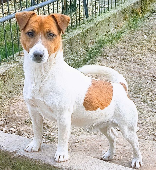Krycie psem- Jack Russell Terrier.