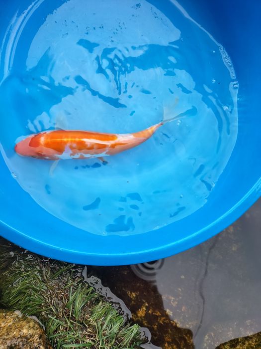 Carpas koi kuako ,shows e outras