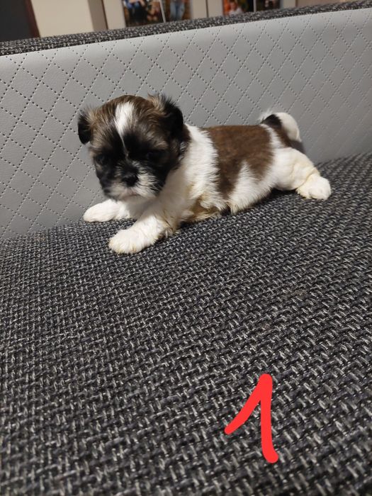 Pieski rasy shih tzu