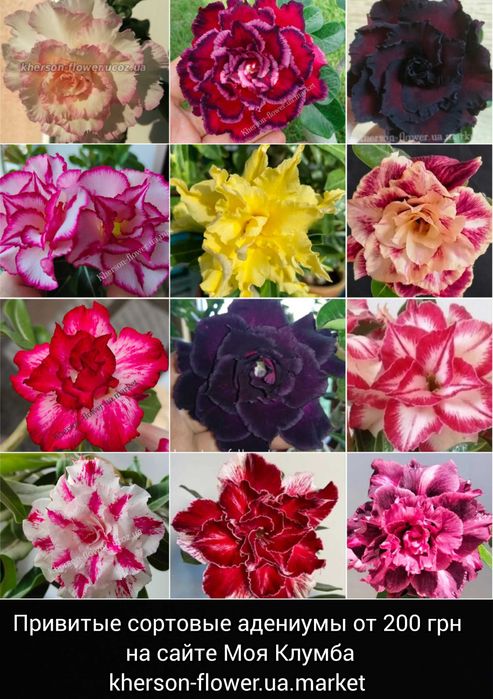 Адениум вариегатный махровый