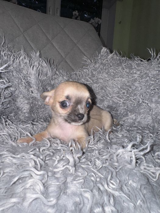 Suczka chihuahua xxs