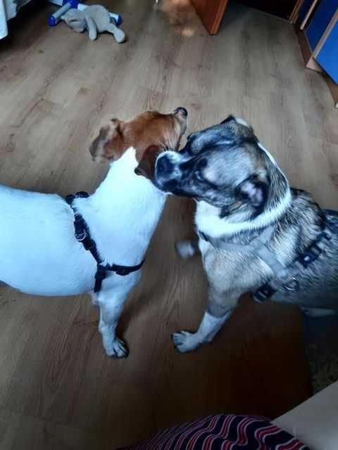 Передержка животных. Выгул собак.