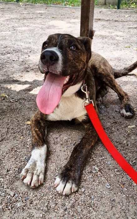 Цуценя в гарні руки