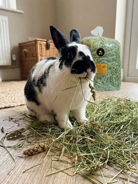 Siano łąkowe dla królika 4kg bez kurzu | świeże | króliki jedzą chętniej