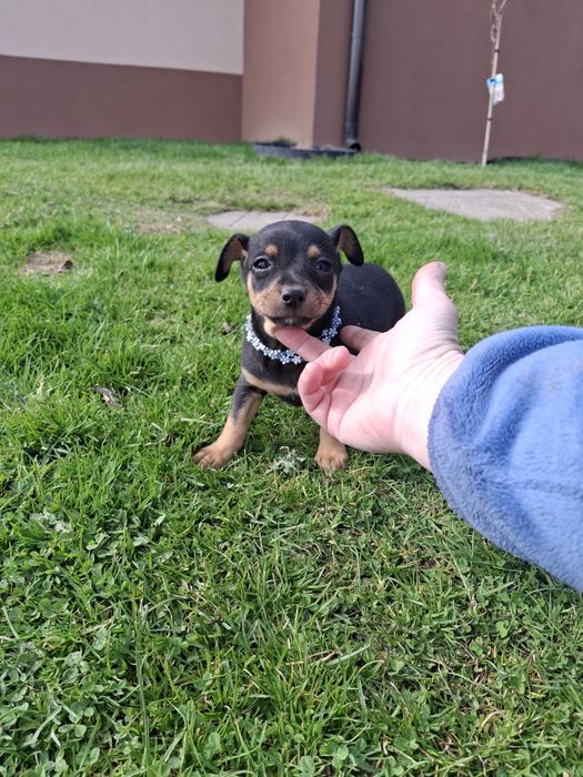 Miki Piesek pinczer miniatura