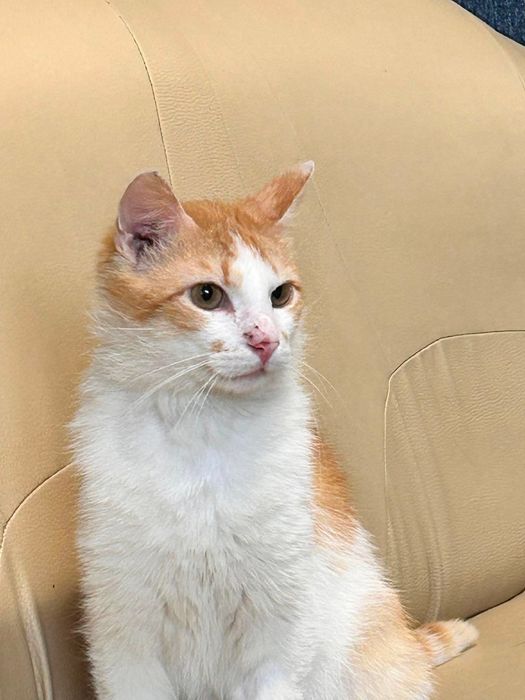 Rudzik do adopcji