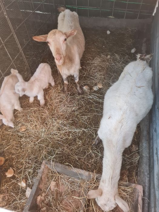 Vendo cabra mona com 1 cabrito