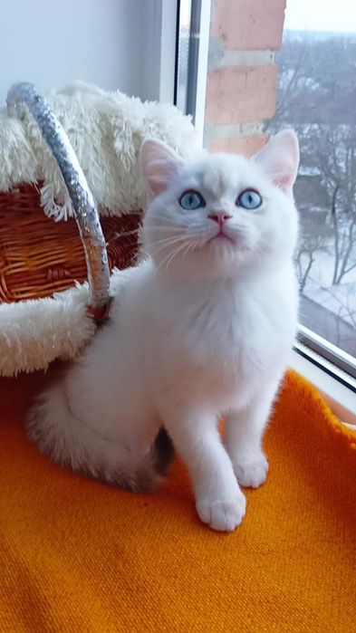 С голубыми глазами. Шотландский котик поинт