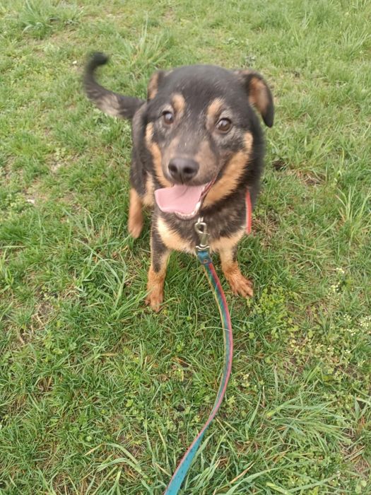 Frankie pies do adopcji