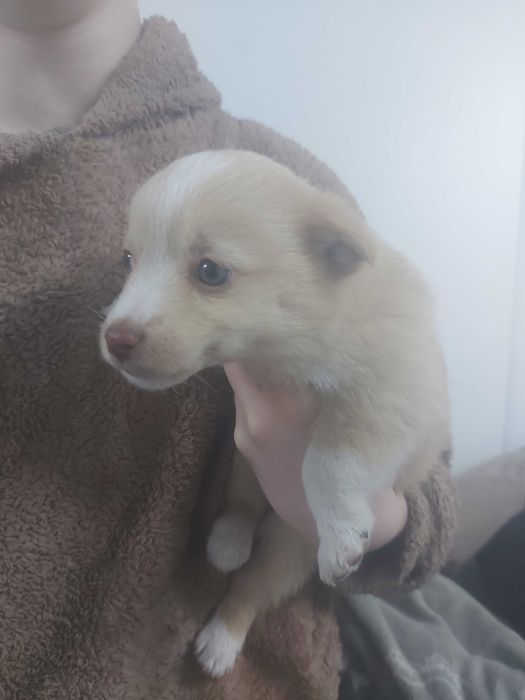 Отдаю в хорошые руки