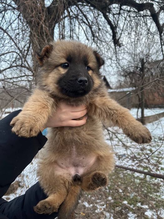 Пушистие щенки мальчики и девочки в хорошие руки