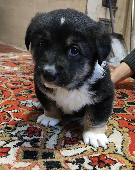 Цуценя шукає сім'ю