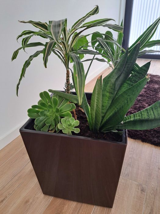 Planta de interior + vaso - Só 22€