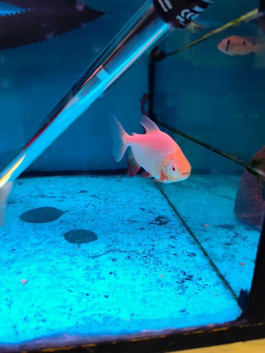 Pacu\Colossoma brachypomum ALBINO 8-12cm