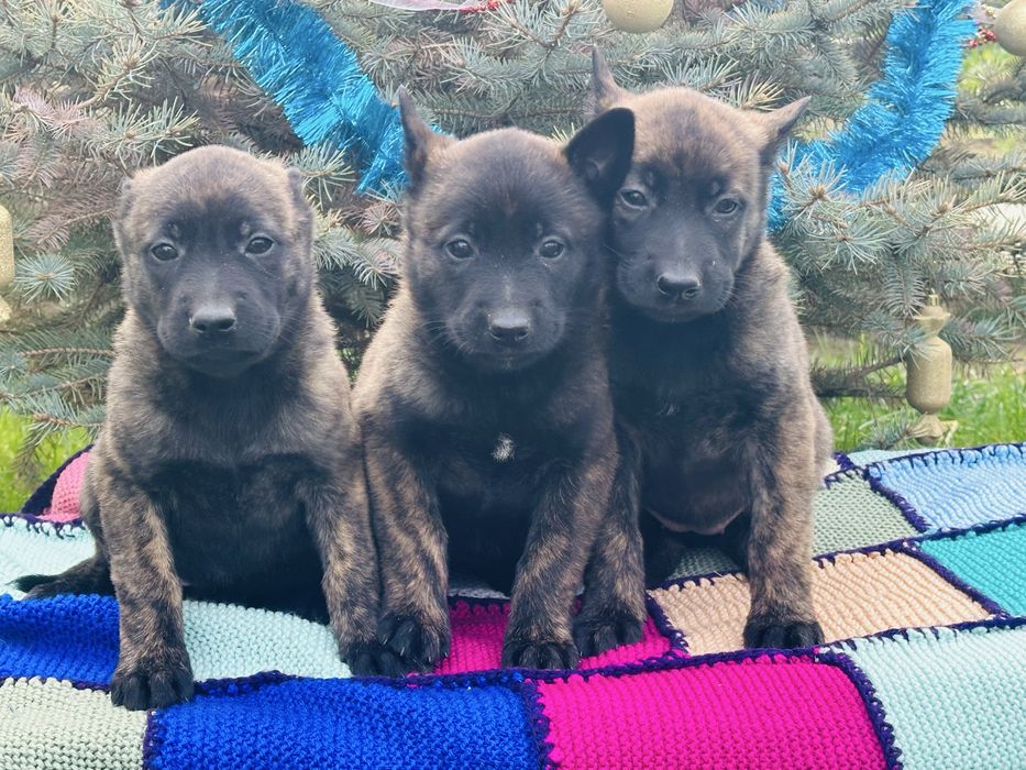 Голландские овчарки! Девчонки!