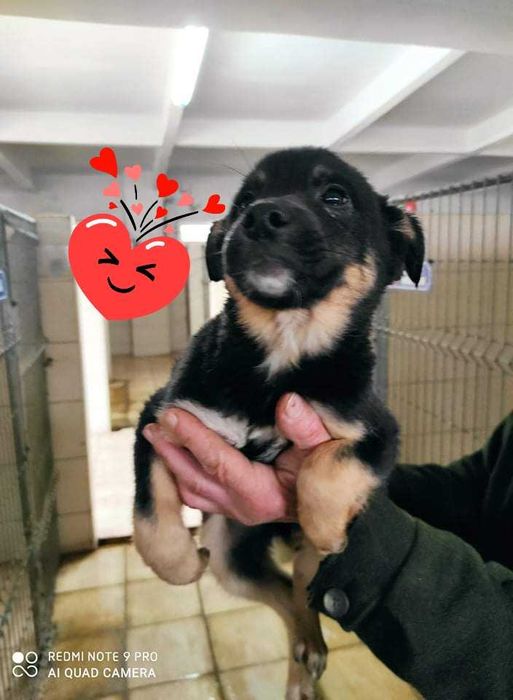 Piękny szczeniaczek samczyk po mamie ok. 14 kg