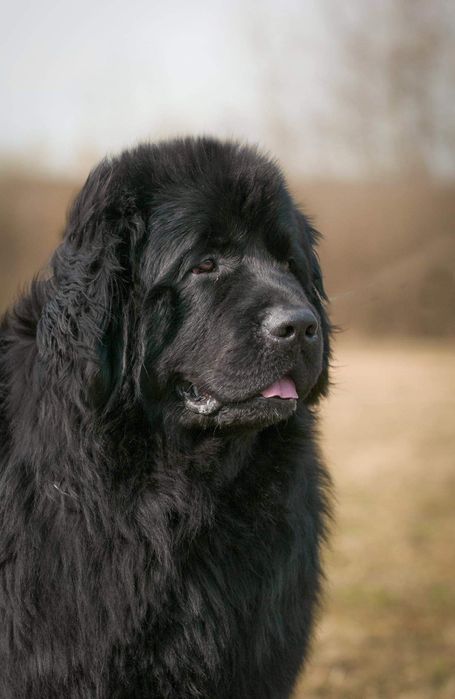 Титулований Ньюфаундленд на в'язку