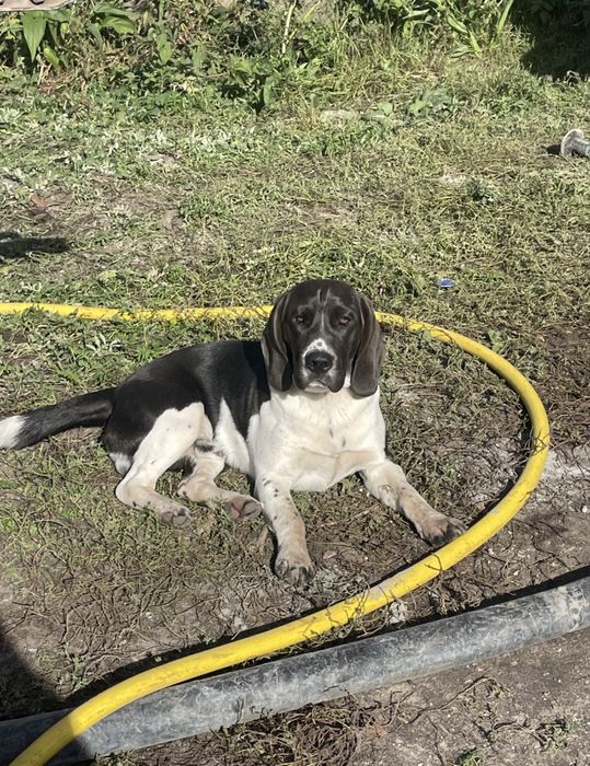 Zaginął piesek! Nagroda dla znalazcy!!!