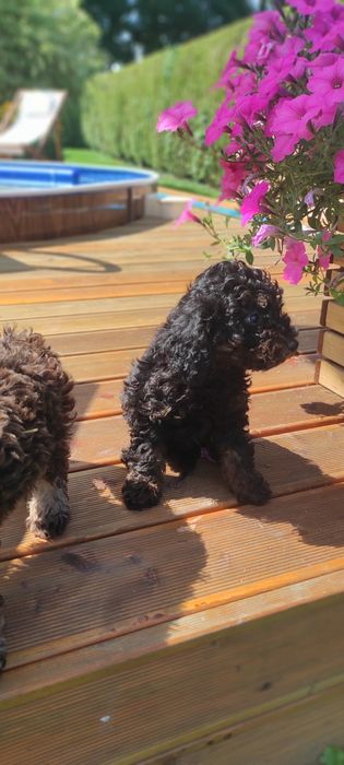 Pudel miniaturowy Black and tan piękny piesek