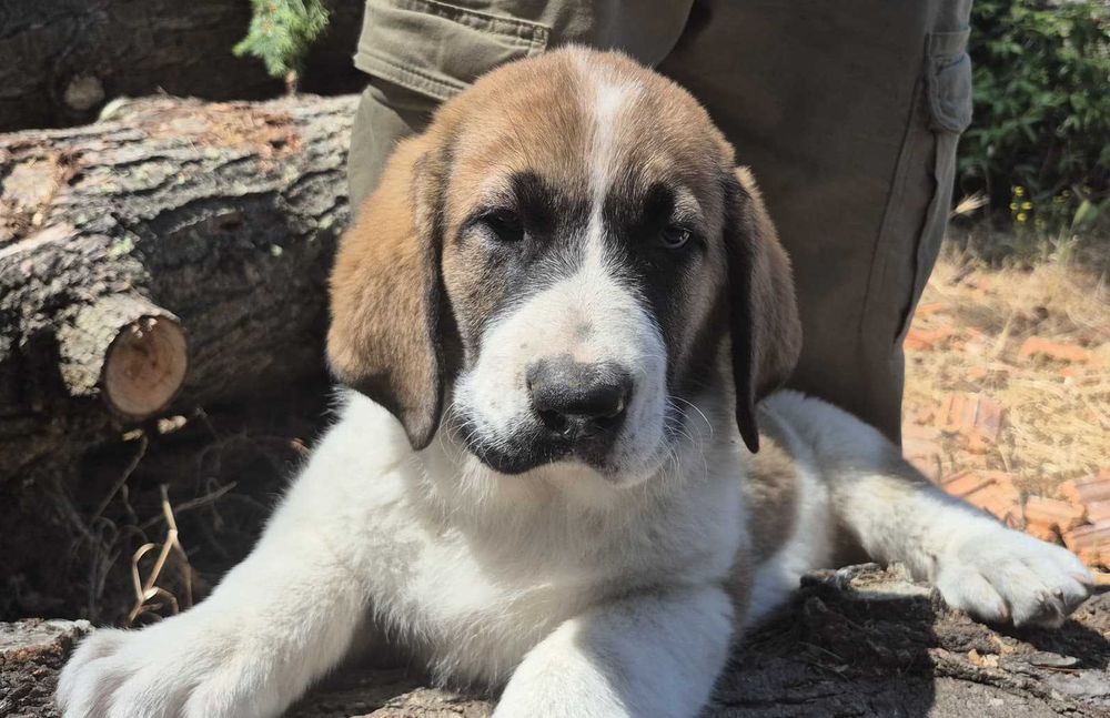 Cachorro de Cão de Gado Transmontano com afixo a aguardar LOP do CPC