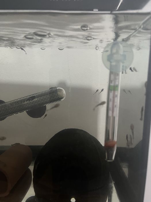 Ancistrus Long Fin